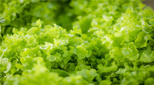 有機產(chǎn)品認證之植物生產(chǎn)的幾點注意事項